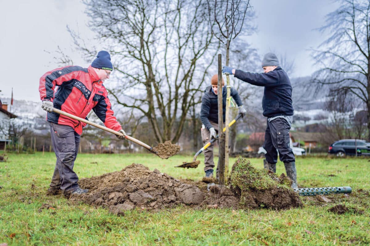 Projekt «Hochstamm Thal» / Anzeiger Thal Gäu Olten