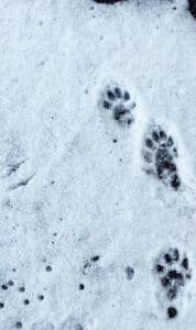 Fischotter Solothurn / Anzeiger Thal Gäu Olten