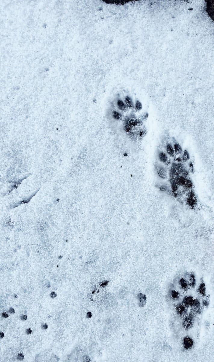 Fischotter Solothurn / Anzeiger Thal Gäu Olten