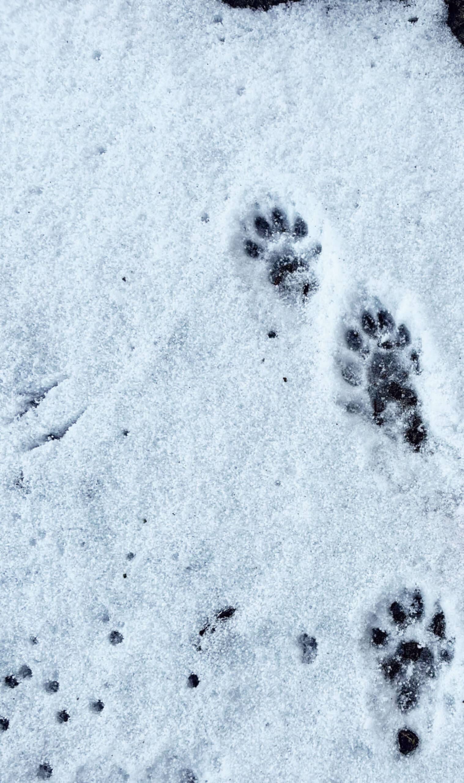 Fischotter Solothurn / Anzeiger Thal Gäu Olten