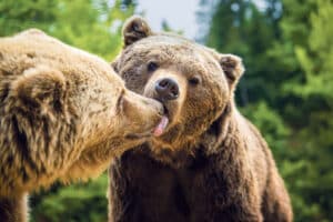 Liebesgeflüster Haus der Museen / Anzeiger Thal Gäu Olten