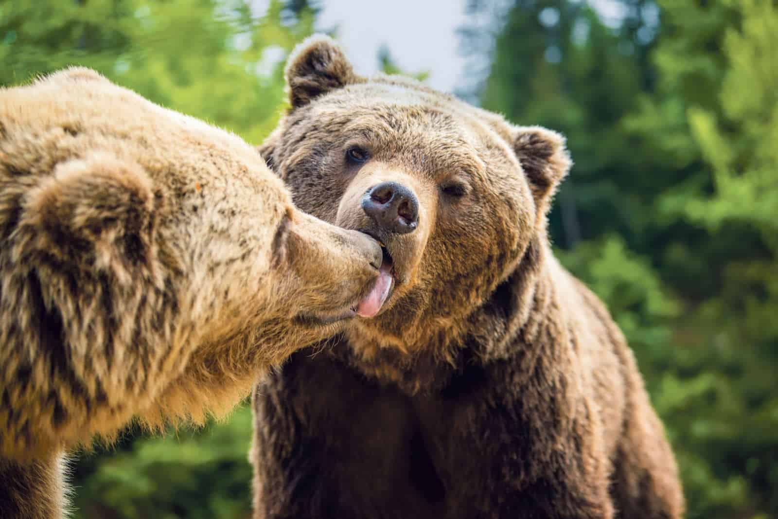 Liebesgeflüster Haus der Museen / Anzeiger Thal Gäu Olten