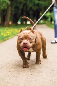 Hundeverordnung Solothurn / Anzeiger Thal Gäu Olten