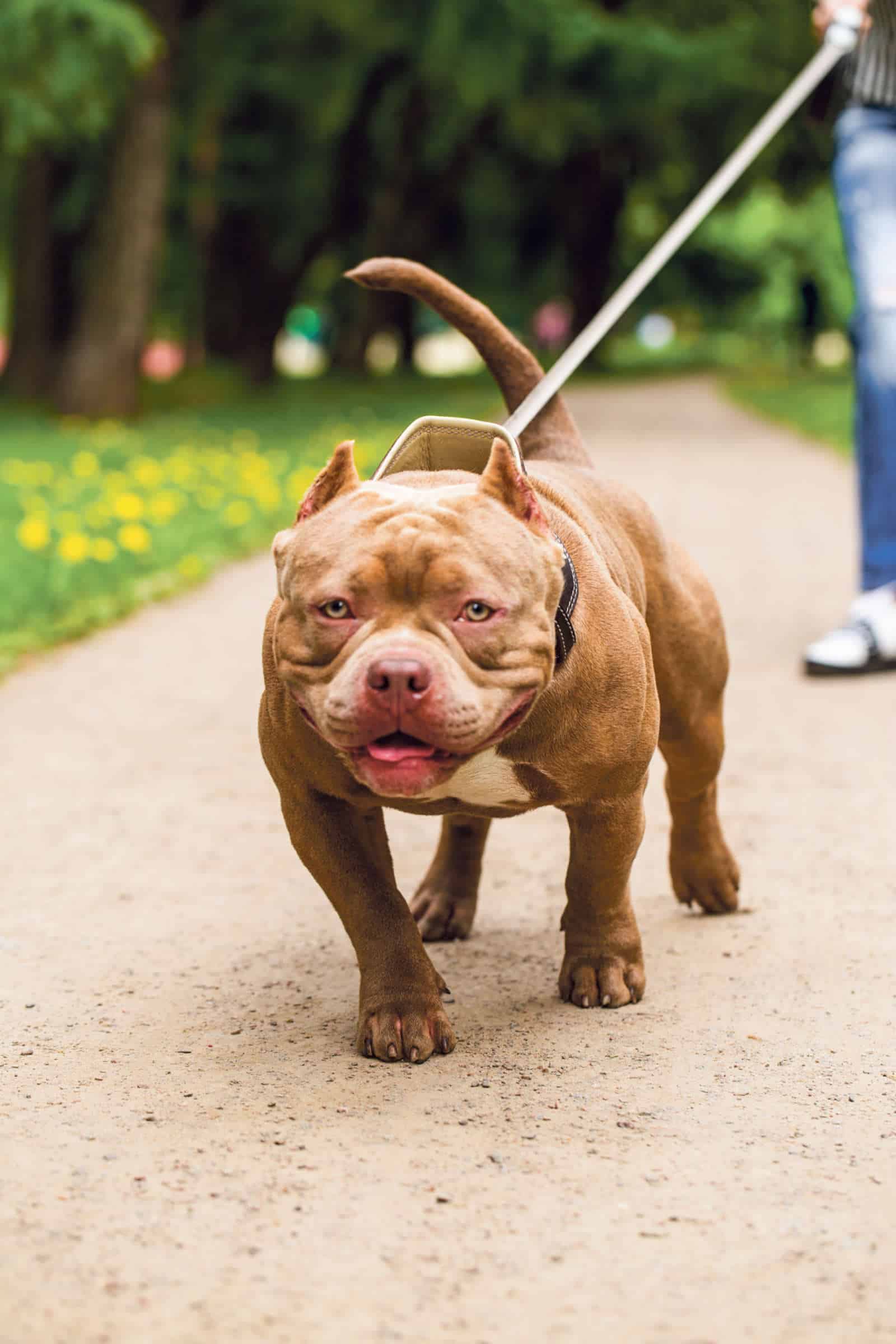 Hundeverordnung Solothurn / Anzeiger Thal Gäu Olten