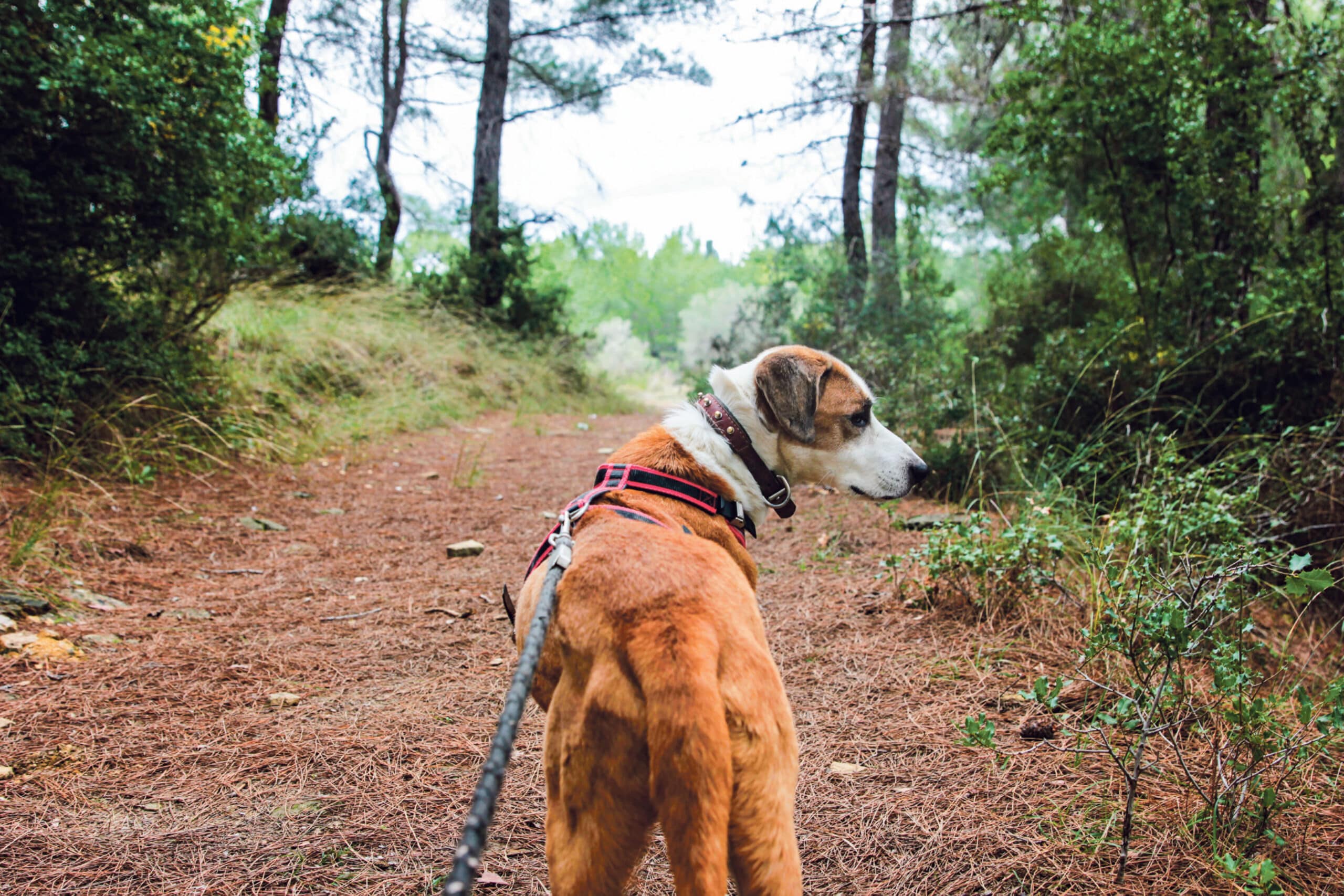 Auch für ihn gilt während der nächsten vier Monate im Wald eine Leinenpflicht.