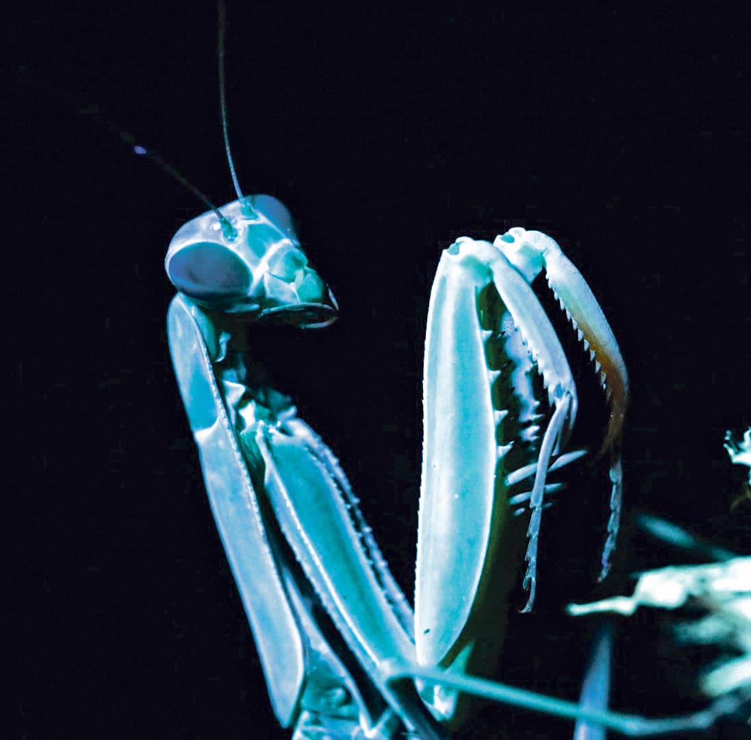 faszinierende Insektenvideos