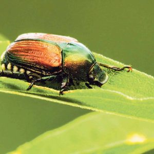 Japankäfer Japankäfer Gunzgen / Anzeiger Thal Gäu Olten