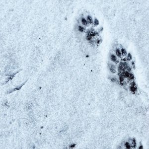 Fischotter Solothurn / Anzeiger Thal Gäu Olten