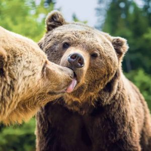Liebesgeflüster Haus der Museen / Anzeiger Thal Gäu Olten