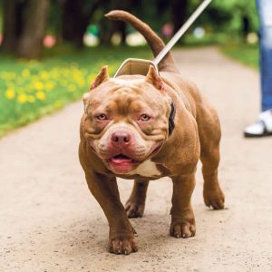 Hundeverordnung Solothurn / Anzeiger Thal Gäu Olten