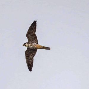 Baumfalke_Sergio_Wellenzohn BirdLife / Anzeiger Thal Gäu Olten