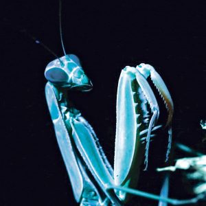 faszinierende Insektenvideos