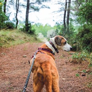 Auch für ihn gilt während der nächsten vier Monate im Wald eine Leinenpflicht.